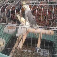 عروس هلندی مولد