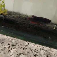 ماهی فایتر نر و ماده|ماهی|زرند, |دیوار