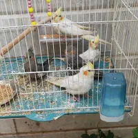 عروس ه ل ن د ی