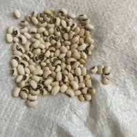 لوبیاچشم بلبلی وماش بذری خوراکی بوجاری شده طبق عکس