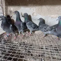 پرنده پلاکی مسافتی