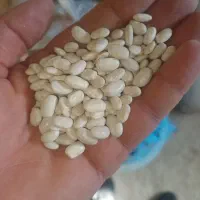 لولیا سفید ابگوشتی مرغوب وخوشپخت