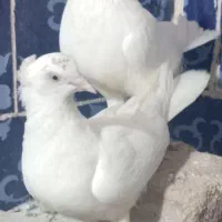 کفتر توقی نره و ماده و با سفید چشم سفید با زمانت|پرنده|بم, |دیوار
