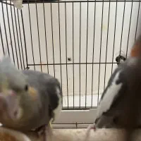 جفت عروس‌هلندی با سه جوجه|پرنده|چهارباغ, |دیوار