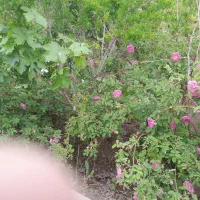 فروش باغ در خسروجرد