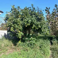 درخت پرتقال زمینی