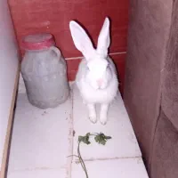خرگوش