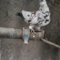 کفتر افغانی ماده امری مگسی کله سفید و افشون