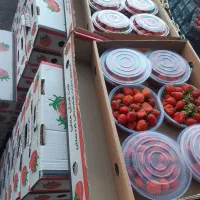 پخش موز وتوت فرهنگی به قنادی وکافه|خوردنی و آشامیدنی|تهران, تهرانسر شمالی|دیوار