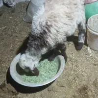 بره نر پلنگی کوچیک علفخور