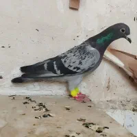 کفترسبز و رنگه