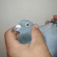 کبوتر پلاکی  مسافتی عراق|پرنده|سنندج, |دیوار