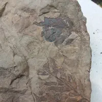 یک مجموعه فسیل برگ و نوع گیاه
