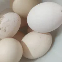 تخم اردک محلی نطفه دار در تالش اسالم