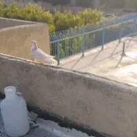سه عدچادری زرد ماده  دانی 500  پیام جواب گو هستم