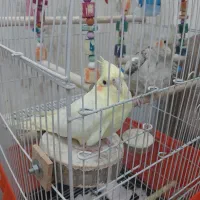 عروس هلندی|پرنده|گلستان (تهران), |دیوار