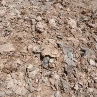 کودحیوانی گوسفندی