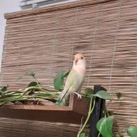 برزیلی ماده مست