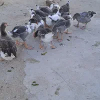 فروش جوجه غاز