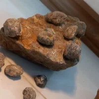 فسیل صدف|کلکسیون اشیاء عتیقه|وحیدیه, |دیوار