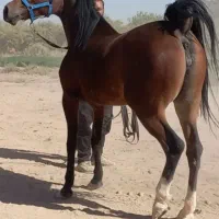 مادیان|اسب و تجهیزات اسب‌سواری|برخوار, |دیوار