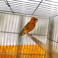 قناری نر دارچینی