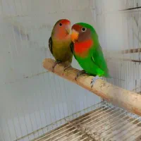 طوطی برزیلی