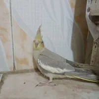 تعدادی عروس هلندی و مرغ عشق و طوطی برزیلی|پرنده|وحیدیه, |دیوار