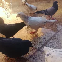 بهترین کبوتر های پرشی اصیل دور زدن بالا ۴ ساعت|پرنده|آبدانان, |دیوار