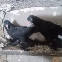 کبوتر قره بالا