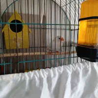 فنچ|پرنده|تهران, مشیریه|دیوار