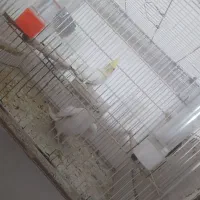 یک جفت عروس هلندی نر آلبینو ماده لوتینو