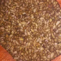 پسته جنگلی درجه از جنگل خواحه کیلو ۵۵۰