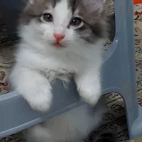 ۳ بچه گربه نژاد دار جذاب|گربه|حمیدیا, |دیوار