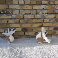 کبوتر تزینی دم‌چتری