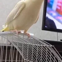 سلام.عروس هلندی لوتینونر سخنگو