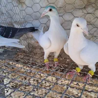 همه نر|پرنده|قزوین, |دیوار