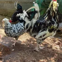 فروش جوجه و تخم مرغ نژاد گلین اصل