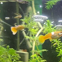 فروش گوپی طلایی ( Gold ) & بلو توکسیدو (Blu)