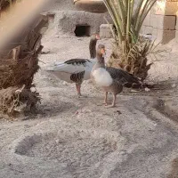 غاز و اردک|حیوانات مزرعه|مهران (هرمزگان), |دیوار