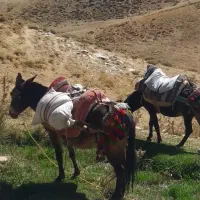 باری سواری|حیوانات مزرعه|بانه, |دیوار