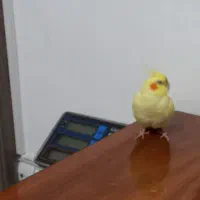 عروس هلندی گم شده با مژدگانی خوب|حیوانات|تبریز, |دیوار