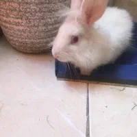 خرگوش هلندی