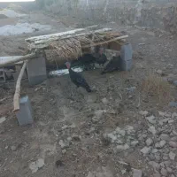 بوقلمون