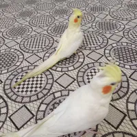 عروس لوتینو|پرنده|رشت, لاکان|دیوار