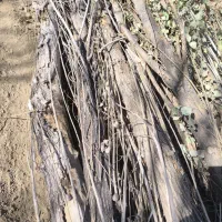 چوب صنوبر فروشی