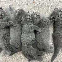 بچه گربه بریتیش|گربه|تهران, اسفندیاری|دیوار