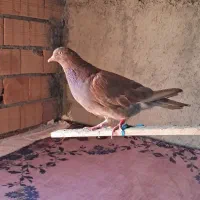 کبوتر پرشی
