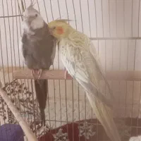 یک جفت عروس هلندی فروش یا معاوضه فقط با قناری مست|پرنده|کرمانشاه, |دیوار