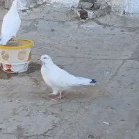 کفتر پرشی|پرنده|کرج, ساسانی (قلمستان)|دیوار